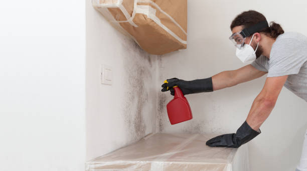 Basement Mold Remediation treatment on basement walls in Marbury
